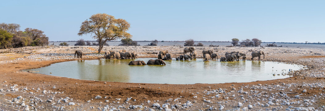 A panorama view of elephants at waterhole in the Etosha National Park in Namibia in the dry season