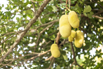 The jackfruit tree and their leaf in background