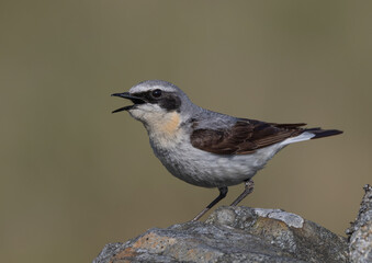 Open beak Wheatear