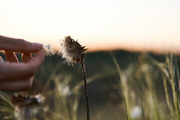 Close up hand touching a wildflower against the backdrop of sunset at the meadow