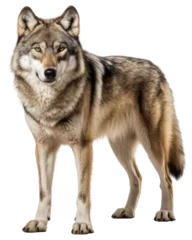 Foto op Plexiglas standing european grey wolf isolated on white background as transparent PNG © Flowal93
