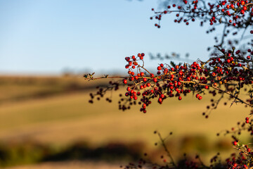 Berries on a hawthorn in autumn, with a shallow depth of field