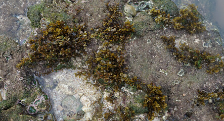 algae plants on the beach, seaweed on the seashore