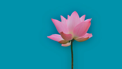 Pink waterlily or lotus flower on blue background