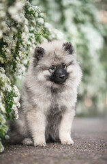 Outdoors light sunny photo of cute grey black fluffy keeshond wolfsspitz puppy sitting in blooming...