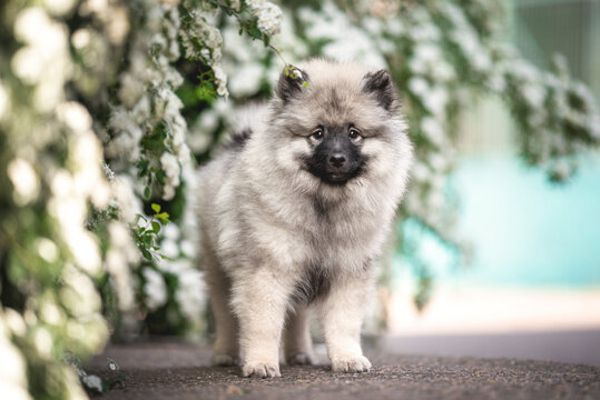 Outdoors light morning photo of cute grey black fluffy keeshond wolfsspitz puppy standing and looking in camera in blooming bushes on the background