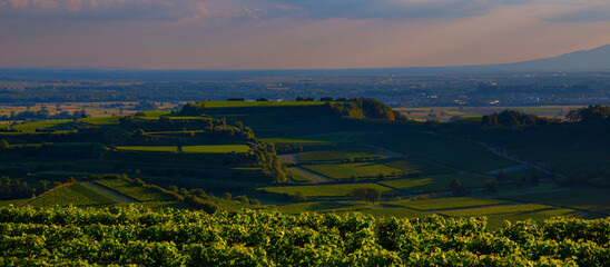 Weinberge Reben