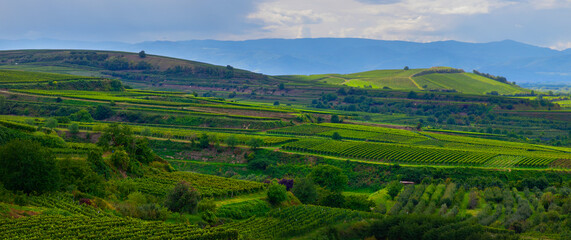 Weinberge Reben