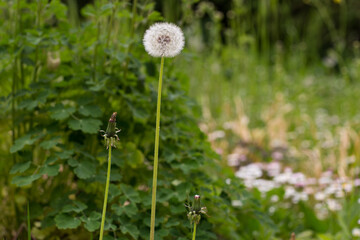 dandelion blooms in the garden in spring  