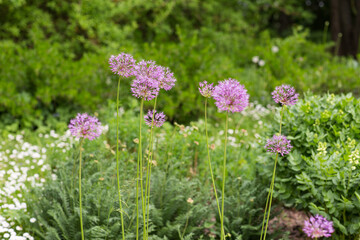 Dutch onion blooms in the garden in spring 