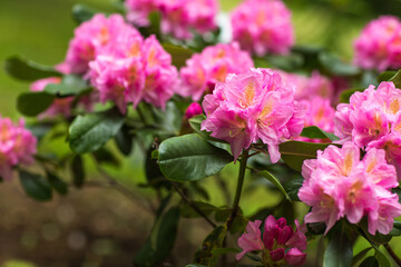 pink rhododendrons bloom in the garden