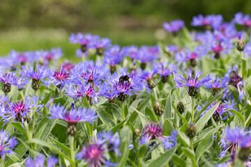 purple cornflowers bloom in a clearing in spring, a bee sits on a flower 
