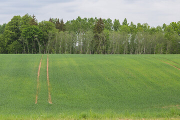 road uphill in a green field in summer 