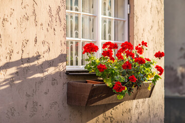 red geranium blooms in a flowerpot on the window of an old house