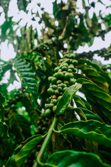 Fototapeta na wymiar Close-up of green fruit clusters of robusta coffee trees in Lam Dong, lush green coffee trees, coffee berries scattered on the trees
