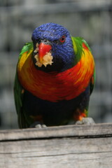 loriquet