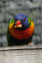 loriquet
