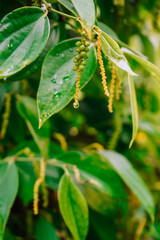 Young flowers and fruit bunches of the pepper tree 