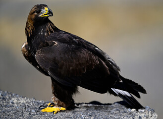 Steinadler // Golden eagle (Aquila chrysaetos)