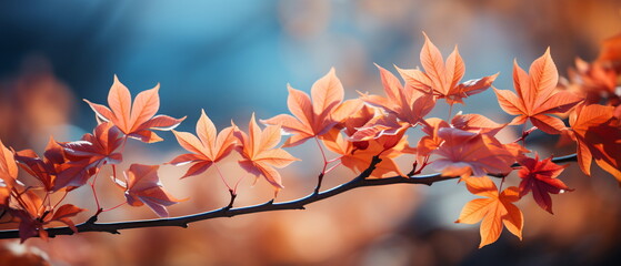 Naklejka na ściany i meble maple leaf red autumn sunset tree background