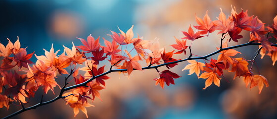 maple leaf red autumn sunset tree background - obrazy, fototapety, plakaty