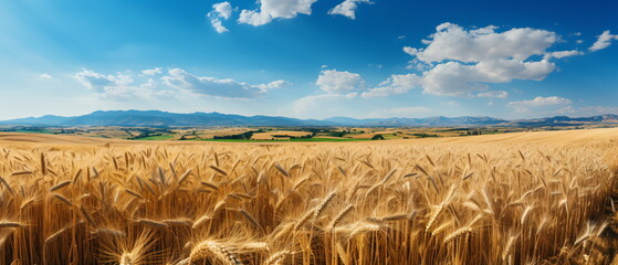 field of grass and perfect sky