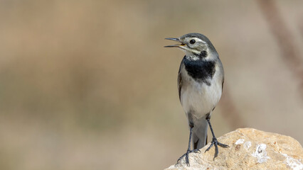 White Wagtail / Motacilla alba