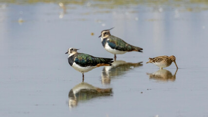 Northern Lapwing / Vanellus vanellus