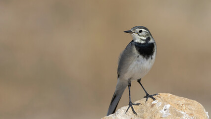White Wagtail / Motacilla alba