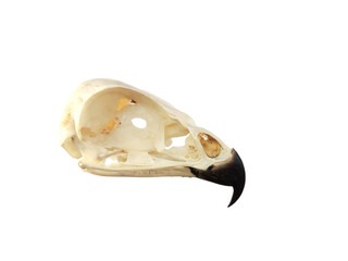 Cráneo aislado de ratonero común, Buteo buteo