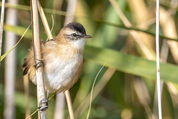 Moustached Warbler / Acrocephalus melanopogon