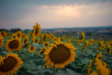 sunflower plants at sunset