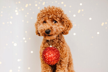 Close-up small ginger poodle dog with a red Christmas toy on a light background. Pet's portrait. Christmas greetings card, front view