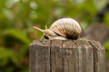 Close-up of a snail with a shell sitting on an old log