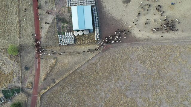 livestock being herded out of yards on a station in the outback
