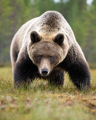 Brown bear looking at you, direct eye contact, powerful pose - 657768979
