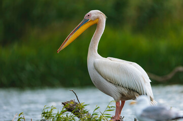 Danube delta wild life birds a majestic white bird with a vibrant yellow beak in its natural habitat with pelican, heron and egret