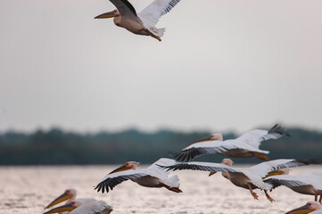 Danube delta wild life birds a vibrant ecosystem with a flock of birds soaring above the serene...