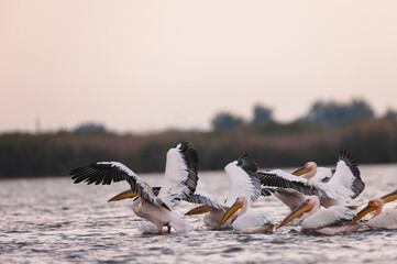 Danube delta wild life birds a flock of pelicans perched by a serene body of water, showcasing the beauty of biodiversity in nature with pelican, heron and egret