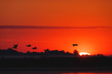 Danube delta wild life birds a stunning sunset with a mesmerizing flock of birds in flight with pelican, heron and egret