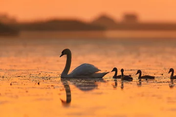 Tuinposter Danube delta wild life birds a serene sunset scene with a family of swans gracefully swimming in a picturesque lake with pelican, heron and egret © Damian
