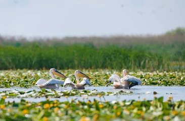 Tuinposter Danube delta wild life birds a serene lake with a vibrant flock of birds gracefully floating on its surface with pelican, heron and egret © Damian