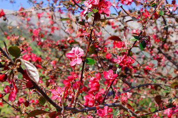 Pink cherry blossoms in spring