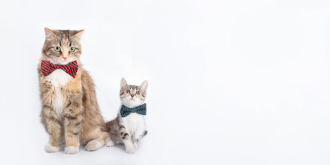 Big fluffy Cat is sitting next to a small Cat on a white background. Portrait of two cats. Mother cat and little kitten. Pet care concept. Place for text. Studio shot of lovely cats with bow tie.