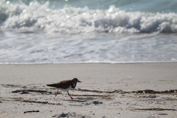 Seabirds dash across Beaches