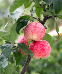 Apple tree with ripe apple fruit.