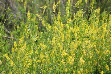 yellow flowers in bloom