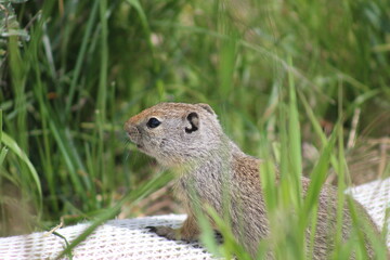 prairie dog eating grass