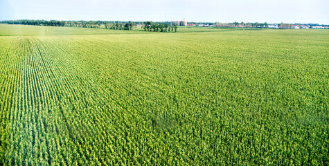 Fototapeta premium High angle view of organic corn field at agriculture farm