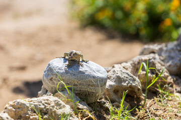 A large wild lizard on a rock.